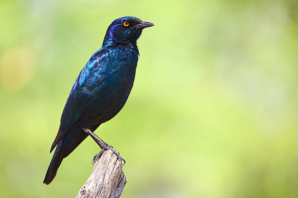 istock Greater blue-eared starling in Etosha National Park 623061276
