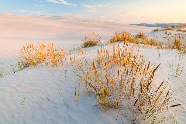 istock beautiful view of the coastal dunes 623061820