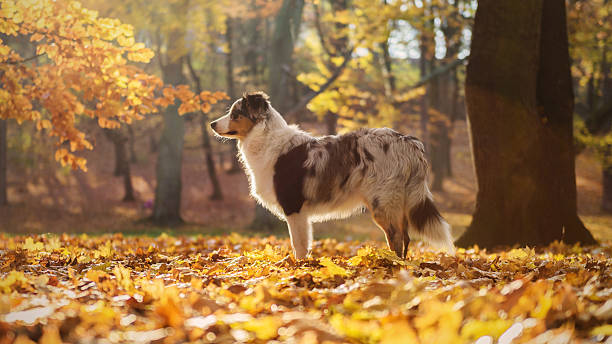 istock Australian Shepherd puppy in the autumn forest 623064238