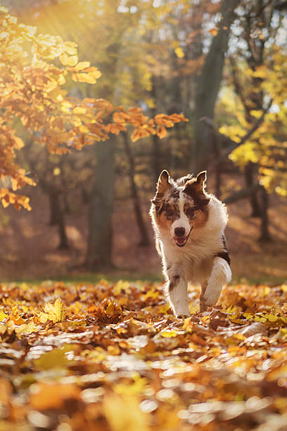 istock Australian Shepherd puppy in the autumn forest 623064306