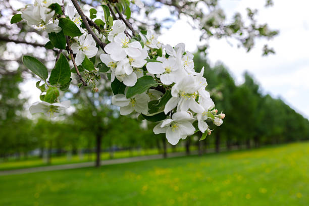 Flowering tree in spring near the road