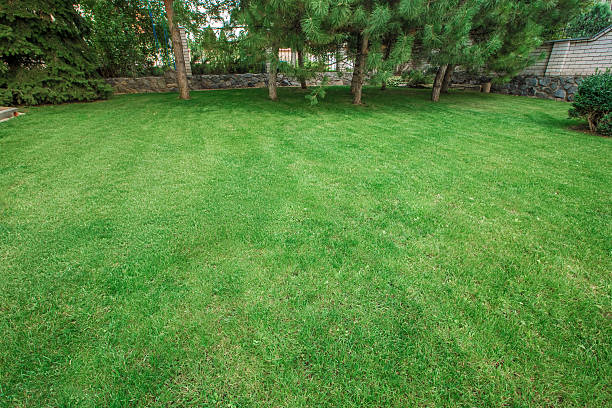 istock Green summer park garden 623064882