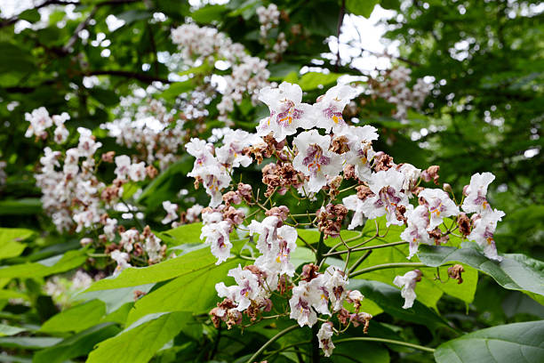 indian-bean-drzewo (catalpa bignonioides) - catalpa zdjęcia i obrazy z banku zdjęć