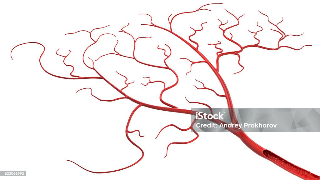 blood vessel isolated blood vessel with red blood cells Human Vein Stock Photo