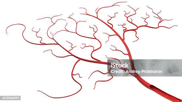 Blood Vessel Stock Photo - Download Image Now - Human Vein, White Background, Blood