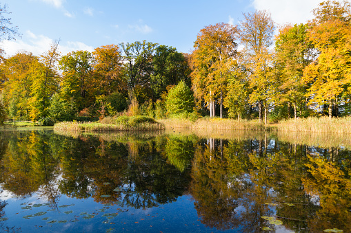 Reflection of colourful autumn trees in pond of country estate Boekesteyn, 's Graveland, Netherlands