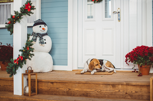 Dog laying outdoors in front of house at door step. House, yard and tree are decorated with festive string lights and Christmas decoration. Day time.
