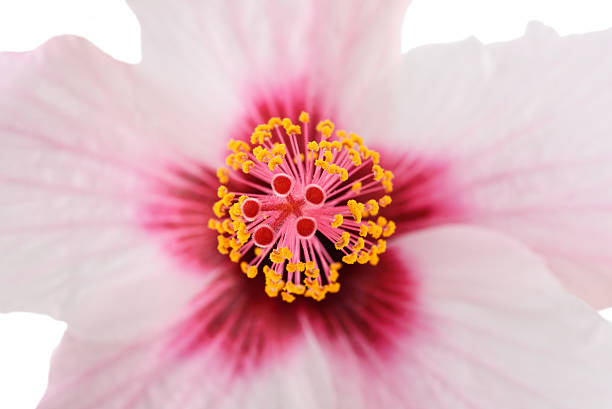 Pink hibiscus flower   with pistil and stigma