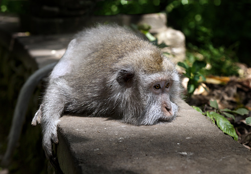 Sad monkey lying on a rock