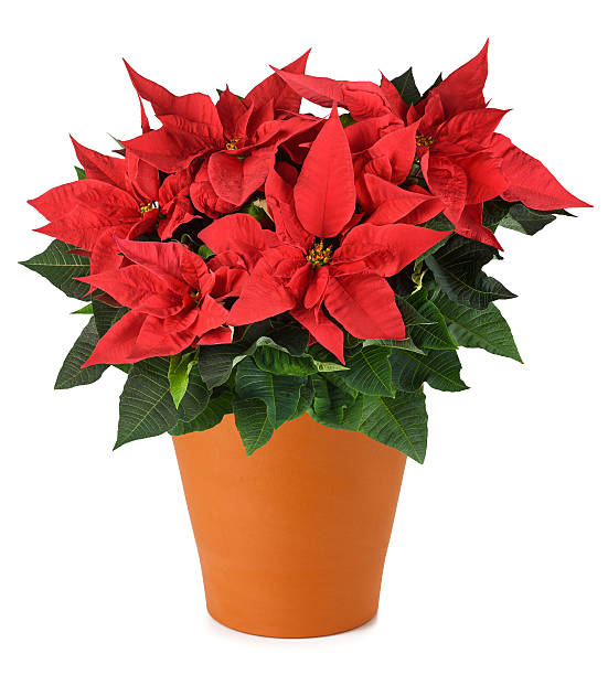 istock poinsettia plant 623070320