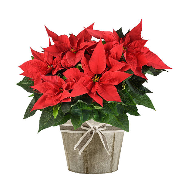 istock poinsettia plant 623070776