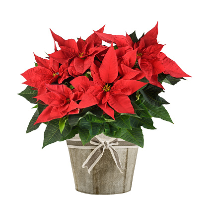 Horizontal closeup photo of a beautiful flowering Poinsettia bush with vibrant red flowers with dewdrops and green leaves