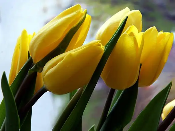 Photo of posy of yellow tulips close up