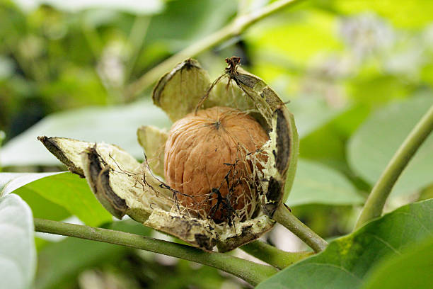 noyer mûr sur la branche de l’arbre - walnut tree walnut nut branch photos et images de collection