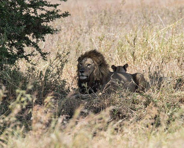 istock Lion and lioness lying down 623089242