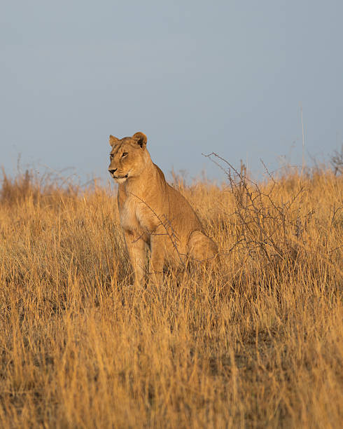 istock Lioness sits in dawn light in the Serengeti 623089706