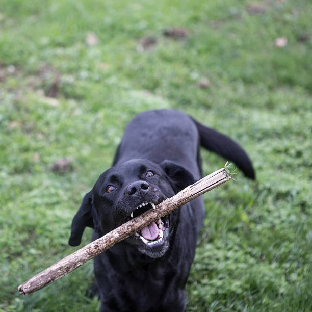 istock Labrador black playing with a toy in the run 623089988