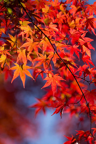 istock Autumn maple leaves in JapanGreen maple in Japan 623091610
