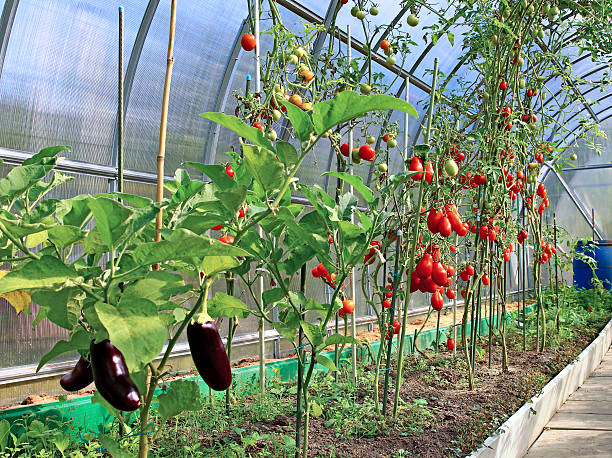 istock Ripening tomatoes and eggplant in greenhouse 623092584