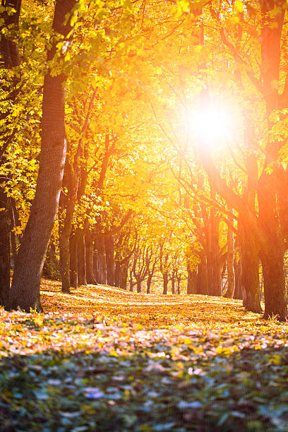 istock Colorful foliage in the autumn park. Nature 623092948