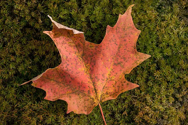Photo of Autumn Orange Leaf - Macro Leaf