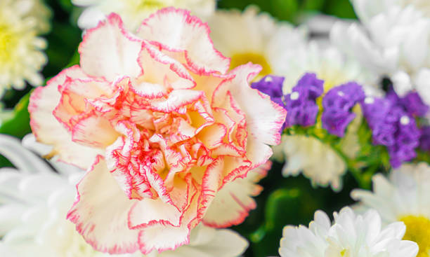 istock Close-up of beautiful flower 623096184