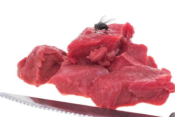 Deep Fly Meat 30+ Unhygenic Fly On Raw Meat Stock Photos, Pictures & Royalty-Free ...