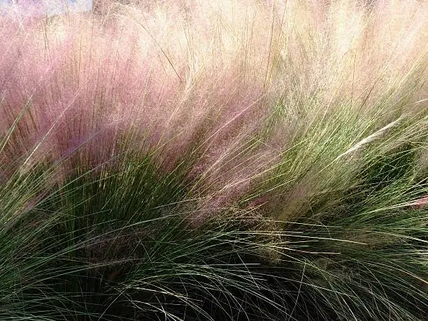 Close-up of Muhly grass. 	