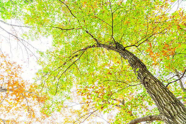 istock Beautiful Colorful Autumn Leaves 623097016
