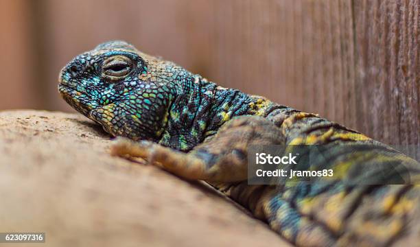 Lizard Waking Up Stock Photo - Download Image Now - Animal, Animal Body  Part, Animal Eye - iStock