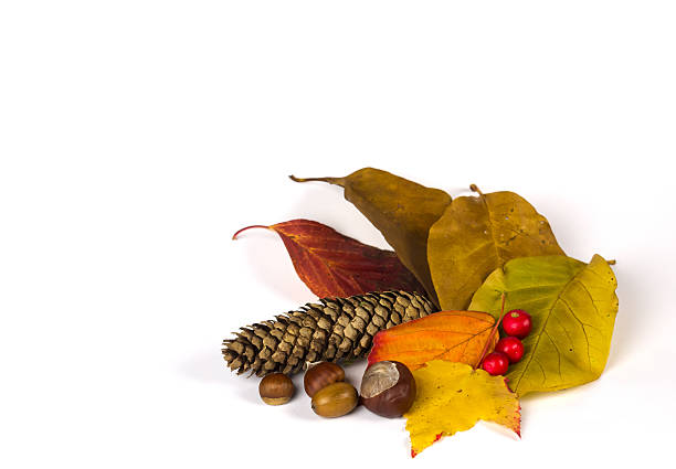 This is a photo of an autumn decoration consisting of different kind of autumn leaves with colors ranging from red and orange to green, together with red berries, a pinecone, a chestnuts and acorns. All of this is isolated on a white background which makes this image perfect for any autumn themed articles.