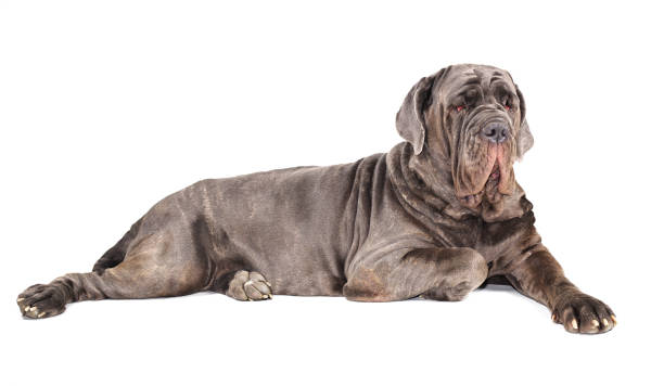 istock Italian mastiff cane corso on white background 623097824