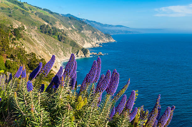 Blooming flowers in Big Sur California Blooming flowers along coastline of Big Sur, California, USA. big sur stock pictures, royalty-free photos & images