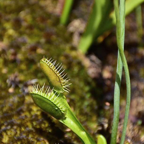 Dionaea muscipula carnivores plant in botanical garden Brno