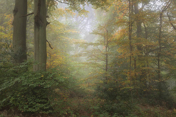 istock Stunning colorful vibrant evocative Autumn Fall foggy forest landscape 623100708