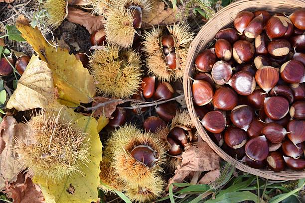 istock basket of chestnuts and curls of chestnut 623101944