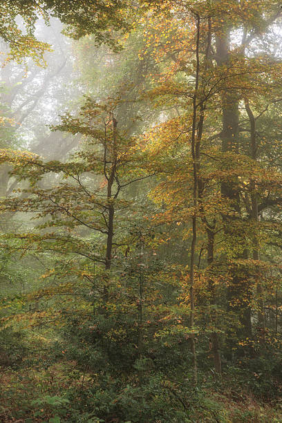 istock Stunning colorful vibrant evocative Autumn Fall foggy forest landscape 623102796