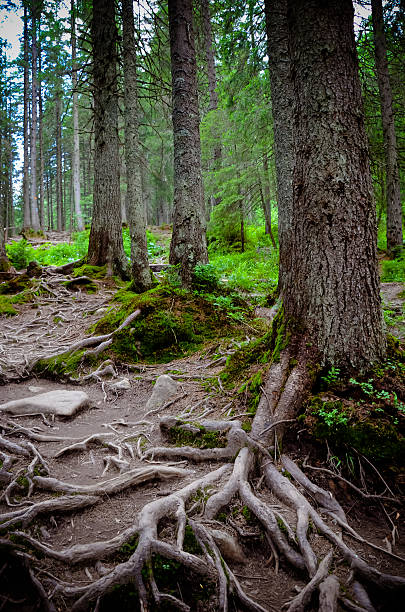 istock The roots and trees at Carpathian forest 623102924