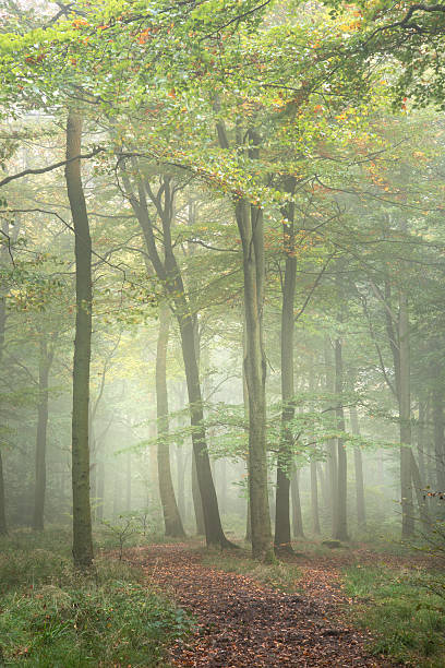istock Stunning colorful vibrant evocative Autumn Fall foggy forest landscape 623103018
