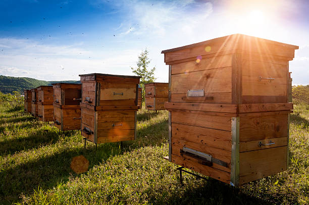 Hives in an apiary with bees flying to the landing Hives in an apiary with bees flying to the landing boards. apiculture photos stock pictures, royalty-free photos & images