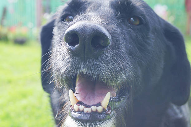 istock Close up photograph of a black labrador 623103518