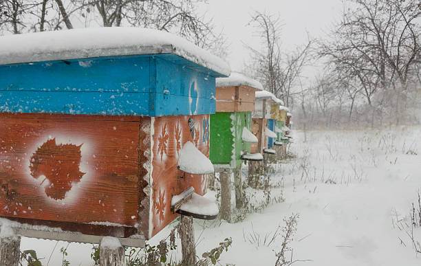 istock Beehives in apiary covered with snow in wintertime 623103862