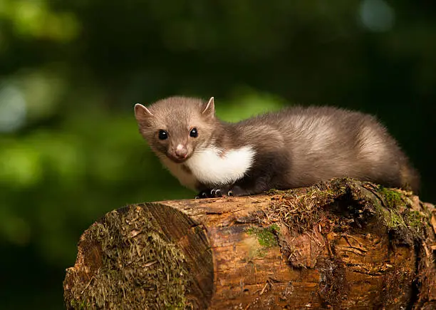 Photo of White brasted marten lying on wood - Martes foina