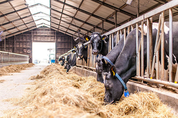 vaches dans une écurie - enclos de ferme photos et images de collection