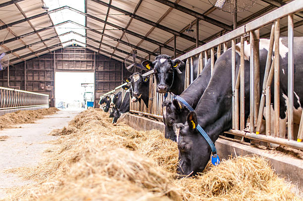 Cows in a stable Cows in a Dutch stable, eating hay animal pen stock pictures, royalty-free photos & images