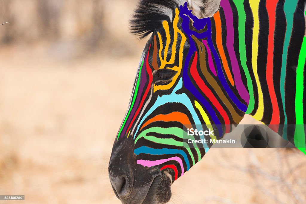 Kopf des mehrfarbigen Zebras - Lizenzfrei Gegen den Strom Stock-Foto