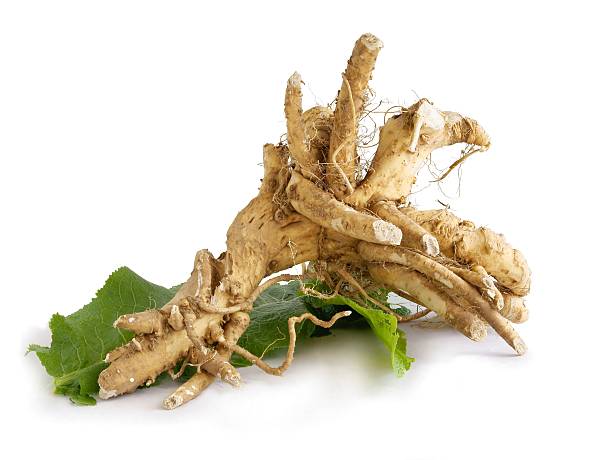 istock huge root of horseradish on green leaf 623106514