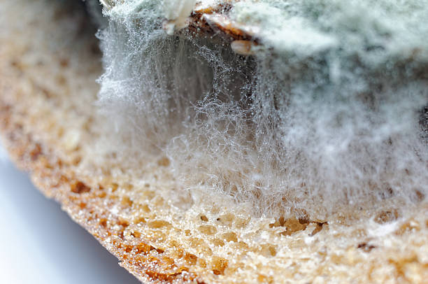 istock Moldy slices of bread 623107032