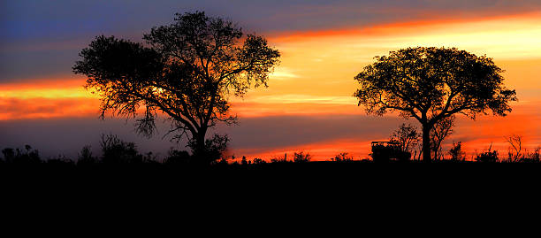 sonnenuntergang in krüger game preserve - kruger national park national park southern africa africa stock-fotos und bilder