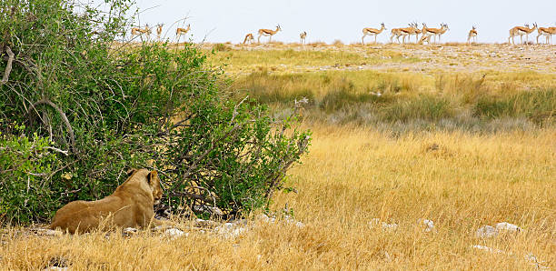 A lioness hidden close to a waterhole checks a herd of springboks.